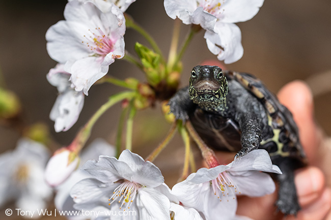 Oogway, Mauremys reevesii turtle