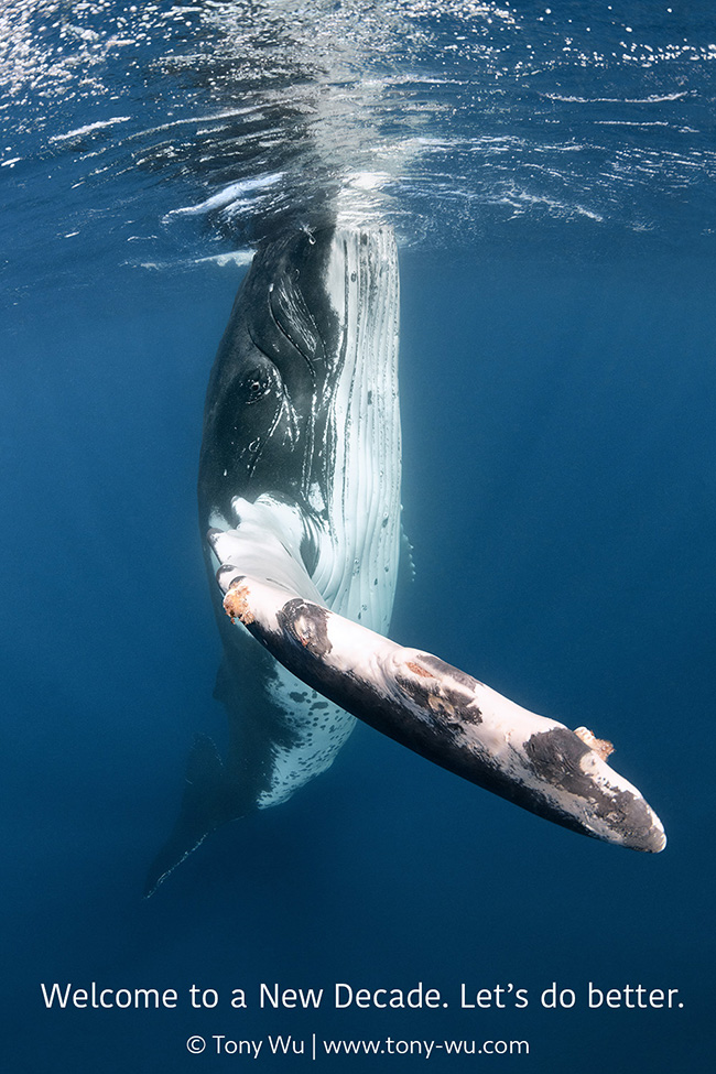 humpback whale spyhop from underwater