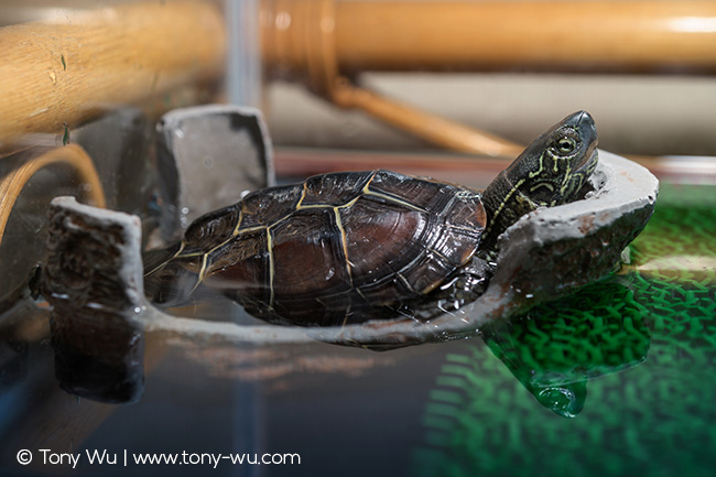Mauremys reevesii pond turtle Oogway