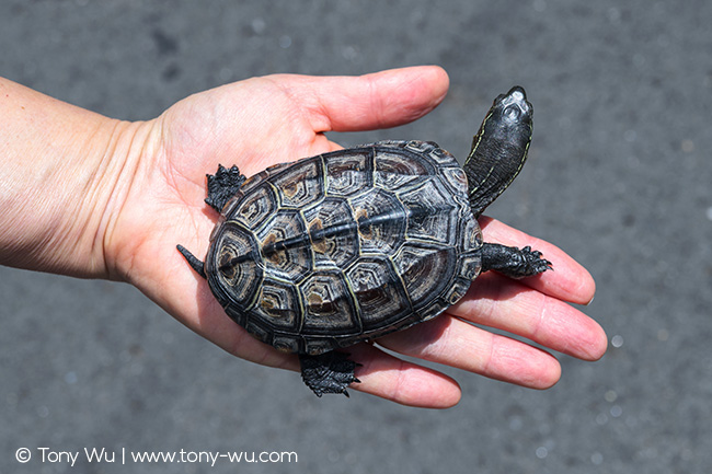 Oogway Mauremys reevesii pond turtle