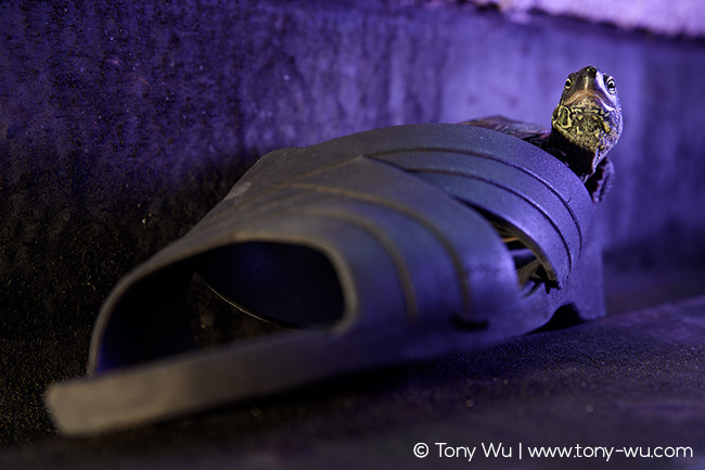 Oogway pond turtle (Mauremys reevesii)