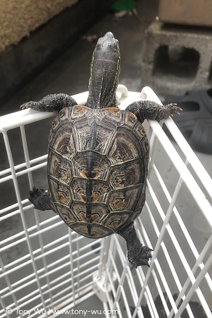 Oogway pond turtle (Mauremys reevesii)