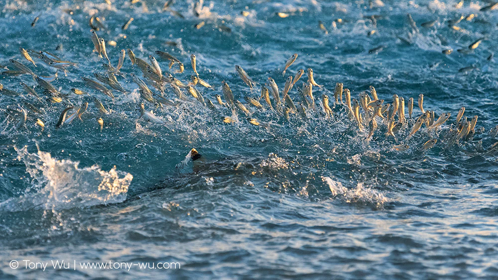 blacktip reef shark hunting sardines in shallow water
