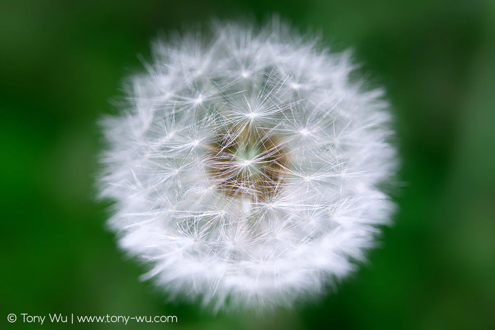 dandelion with green background