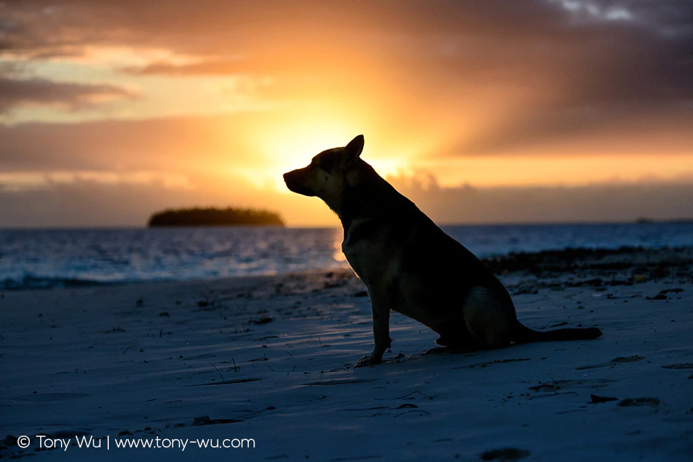 Dog on beach at dawn
