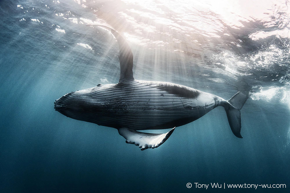 humpback whale calf elegant pose