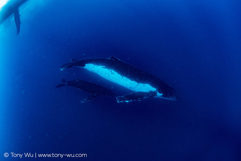 humpback whale female and calf