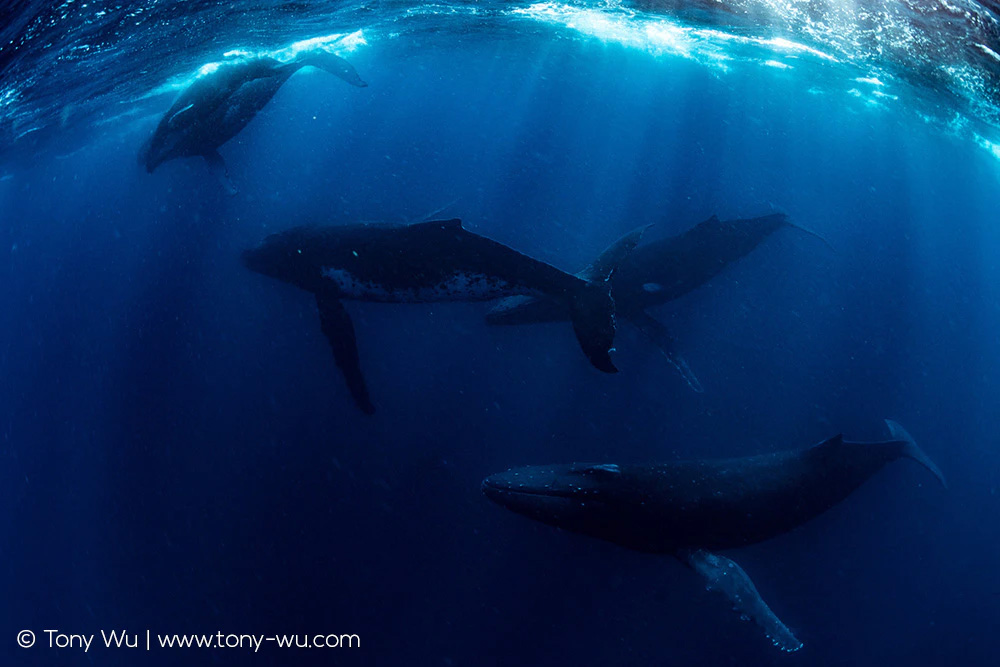 humpback whales in heat run