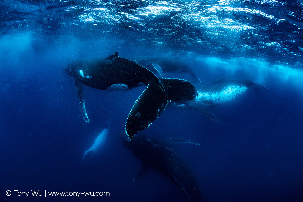 humpback whales underwater