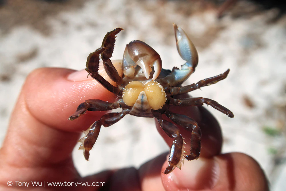 male crab turned into female by Sacculina