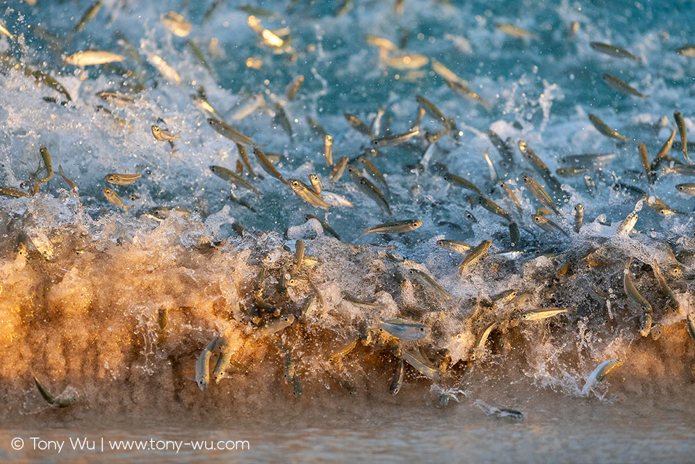 sardines jumping out of the water to avoid predators