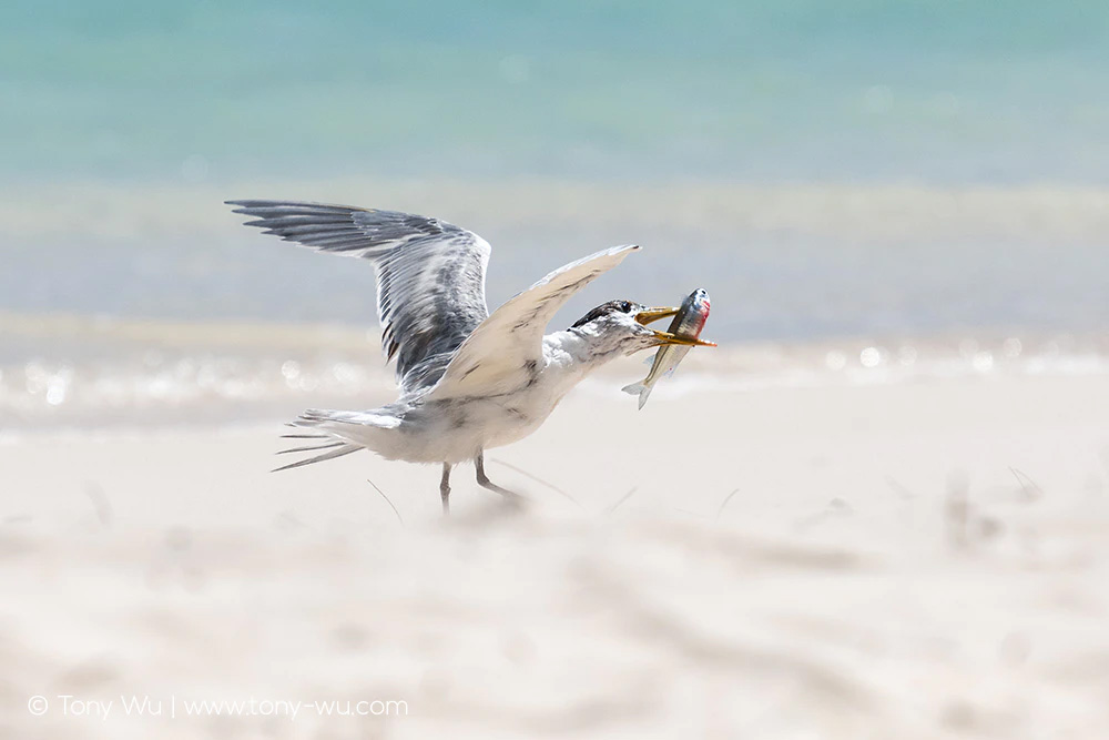 tern grabbing sardine on beach