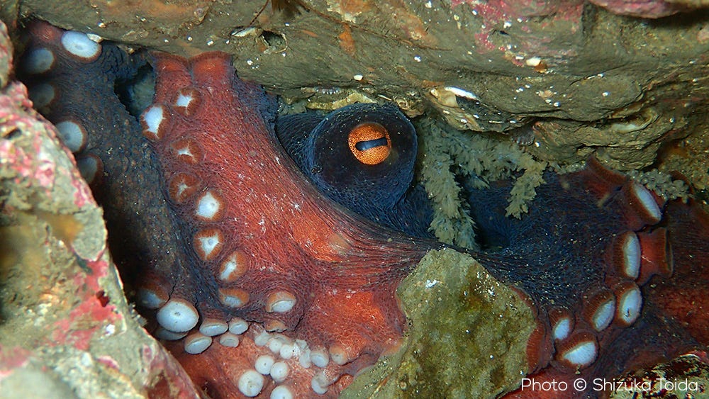 octopus sinensis with well developed eggs