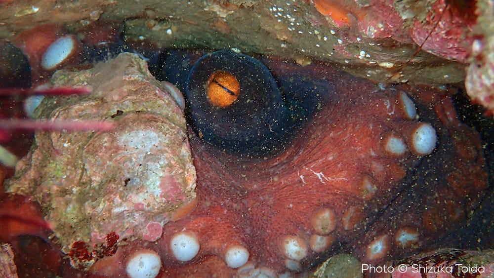 octopus sinensis