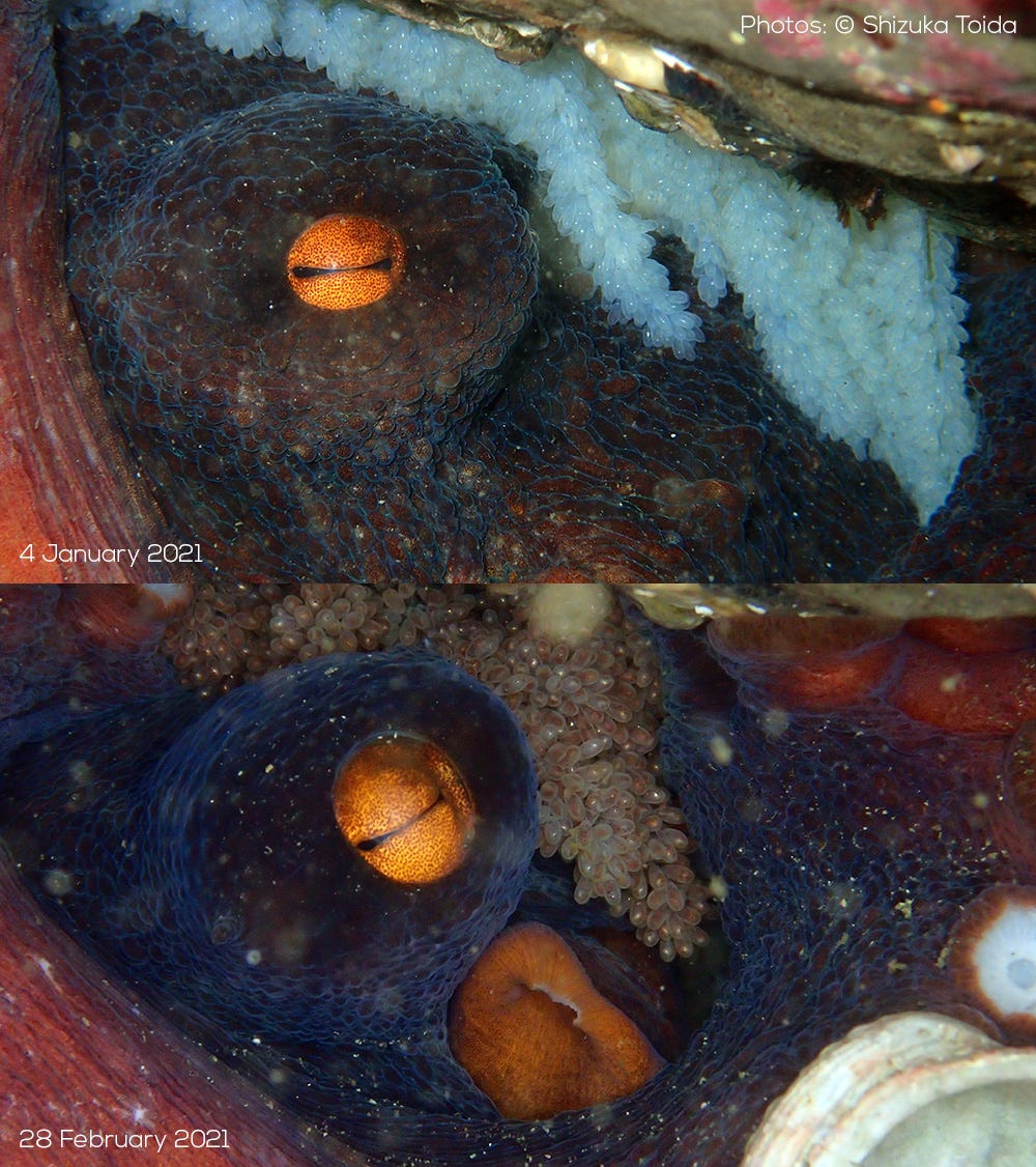 octopus sinensis egg development