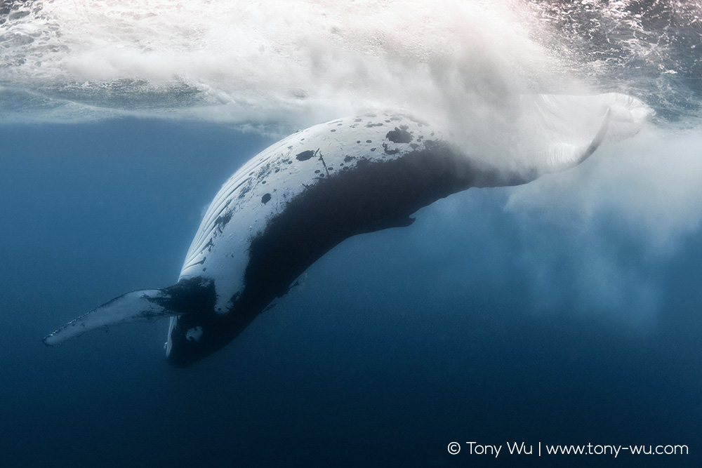 humpback whale fluke slap