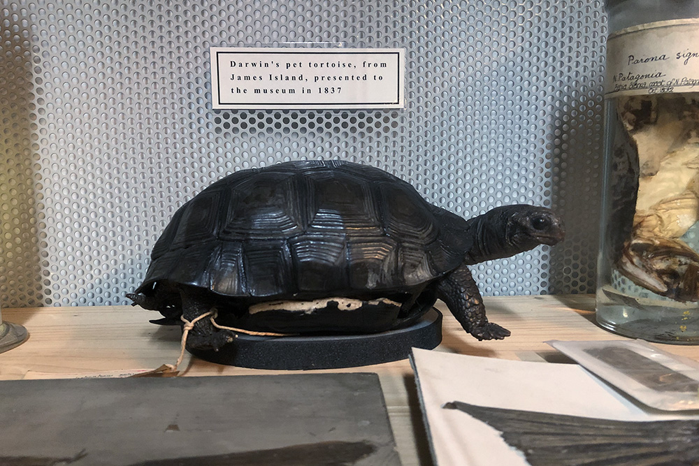 Darwin's pet tortoise