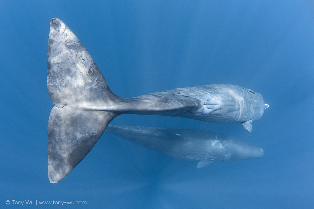 sperm whale mammary slits