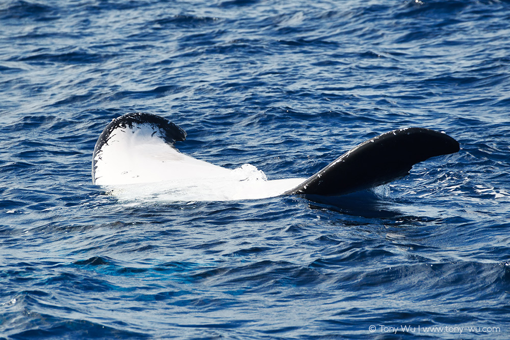 humpback whale fluke at ocean surface