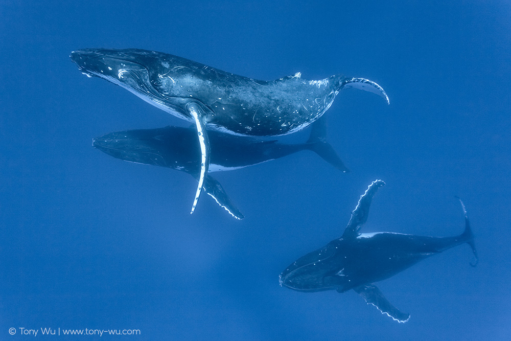 three humpback whale males