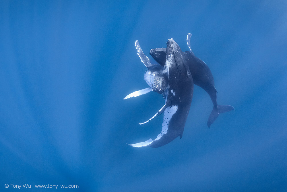 male humpback whales intimate behavior