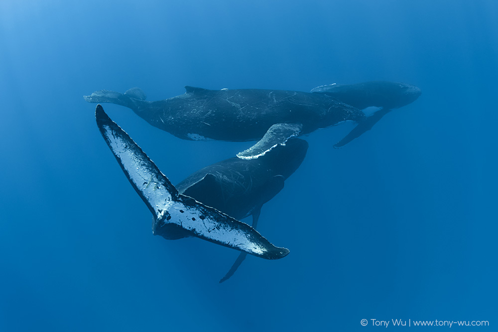 humpback whale homosexual behavior