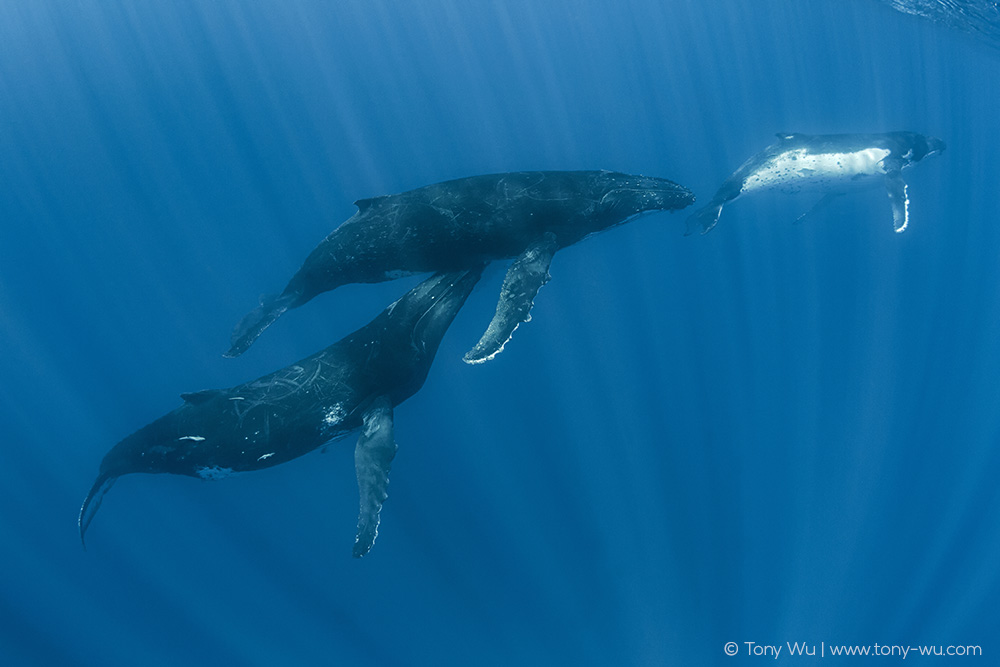 humpback whale males possible sexual behavior