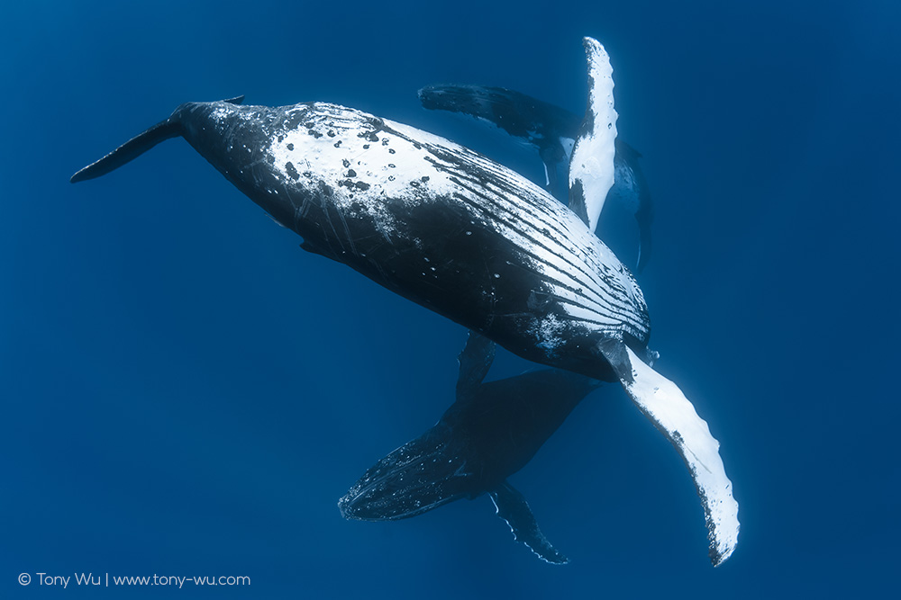 three male humpback whales intimate behavior