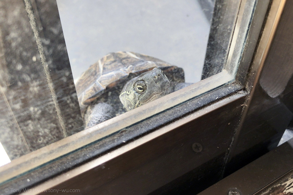 oogway upset