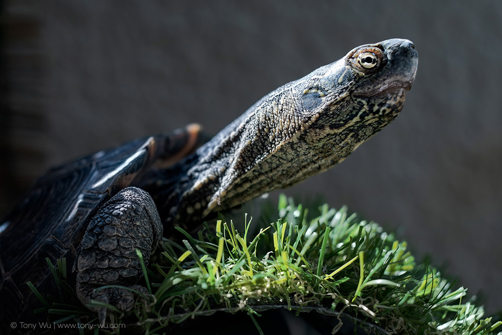 oogway mauremys reevesii turtle