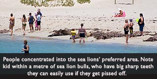 People Near Sea Lions