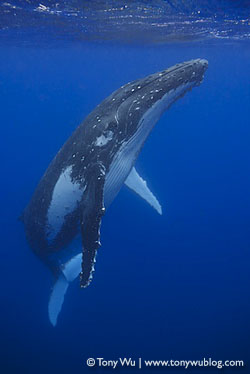 whale portrait