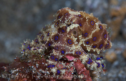blue-ringed octopuses