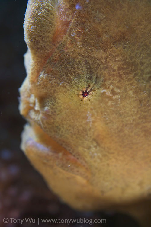 frogfish face