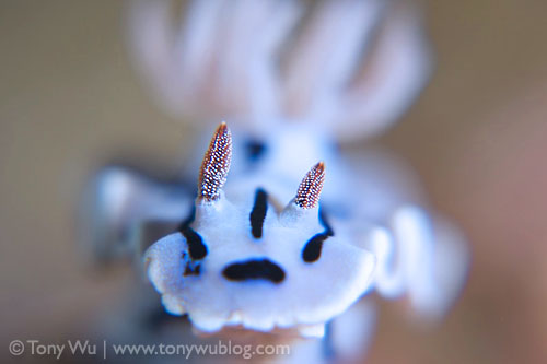 nudibranch face