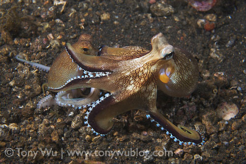 fighting octopuses