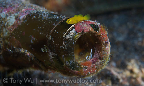 yellow goby
