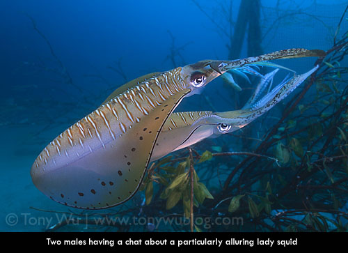 male squid fighting