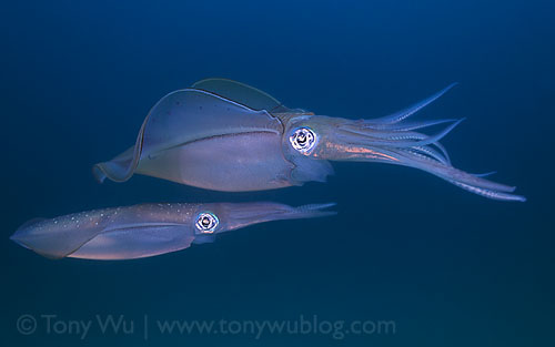 pair of squid
