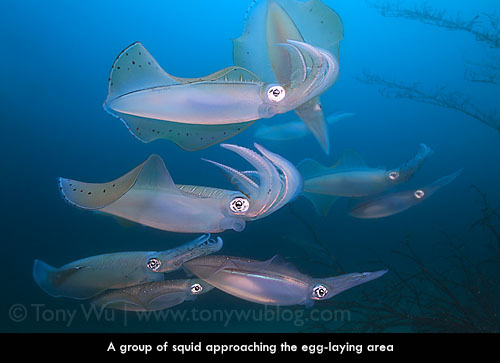 group of squid