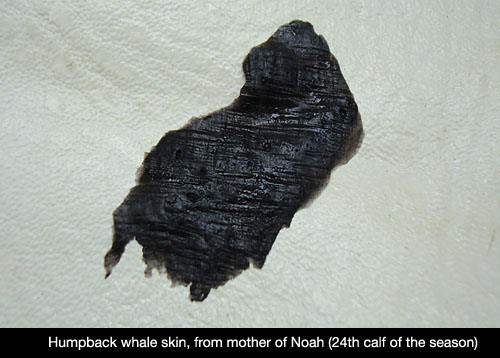 whale skin