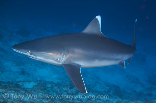 silvertip shark