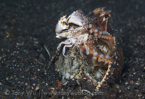 octopus eating crab