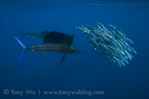 hunting sailfish