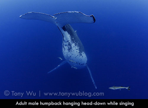 humpback singer