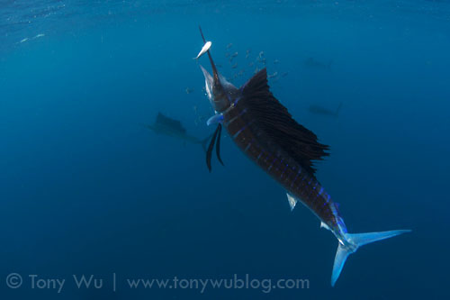 sailfish spearing sardine