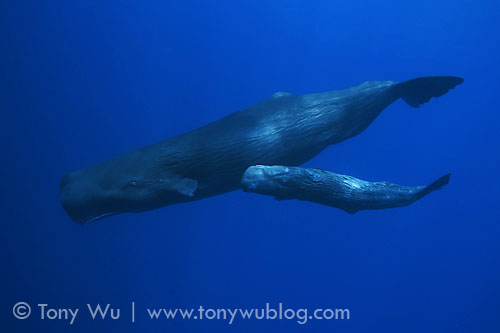 baby sperm whale