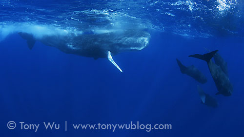 large adult male sperm whale
