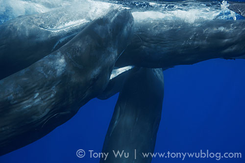 sperm whale mouthing another whale