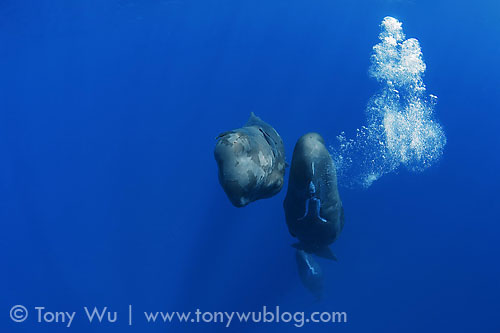 sperm whale blowing bubbles